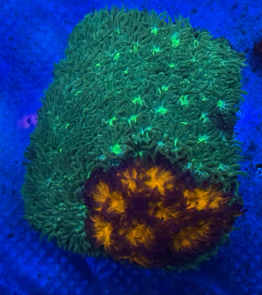 Orange and Green Leptastrea- Auction