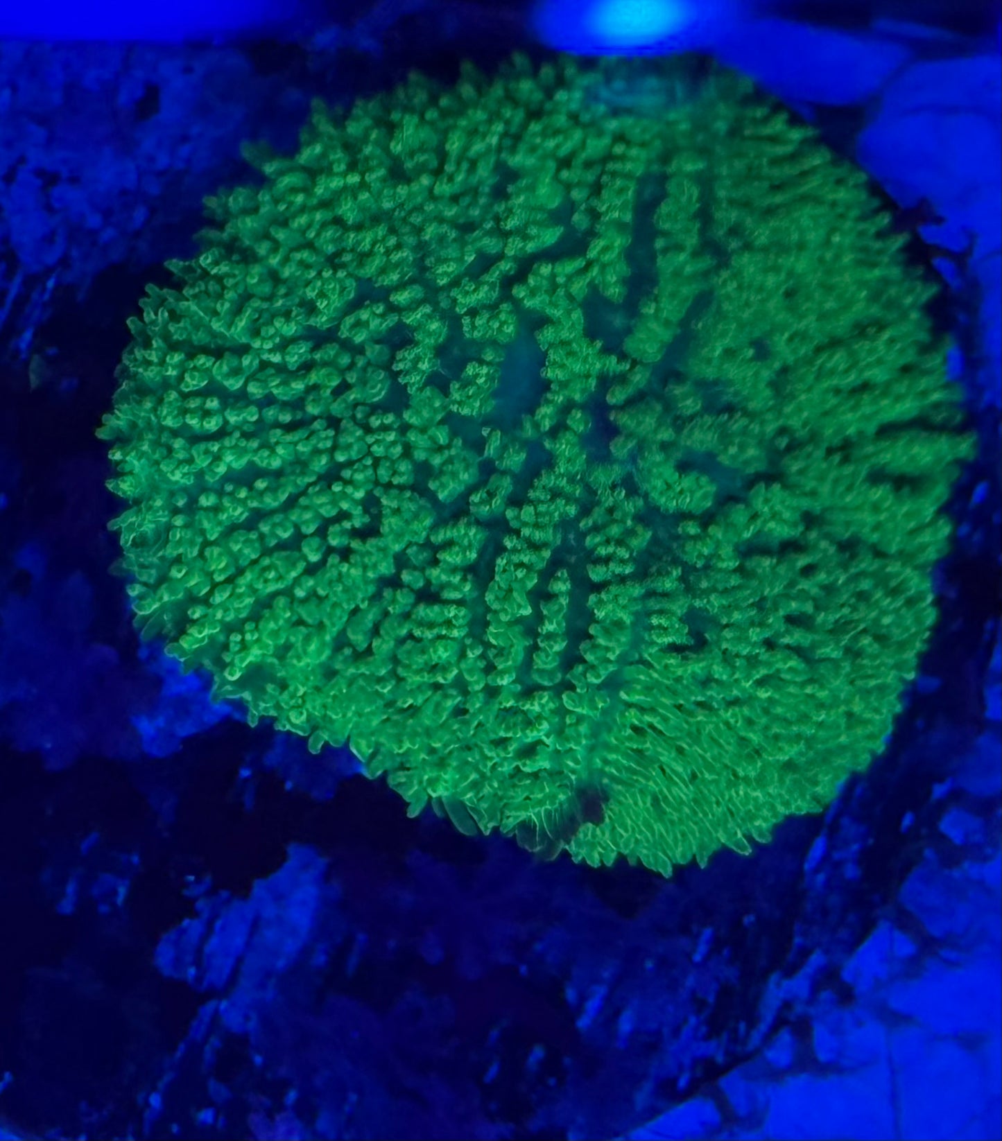 Green Rhodactis Mushroom- Auction