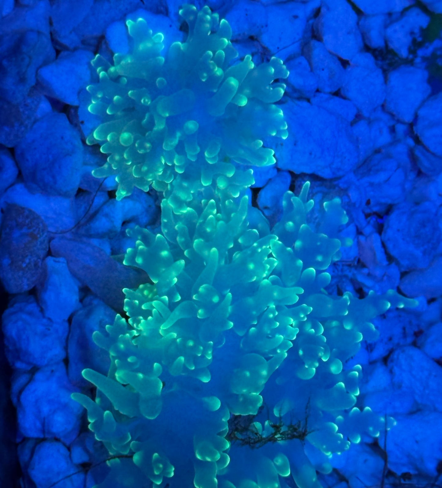 Green Fuzzy Mushrooms- Auction