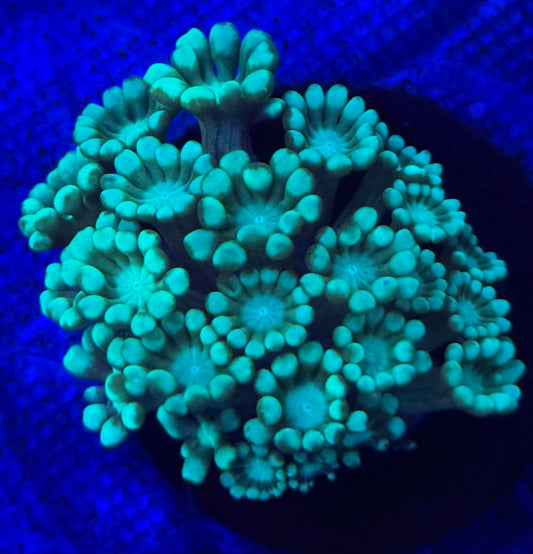 Neon Green Alveopora- Auction