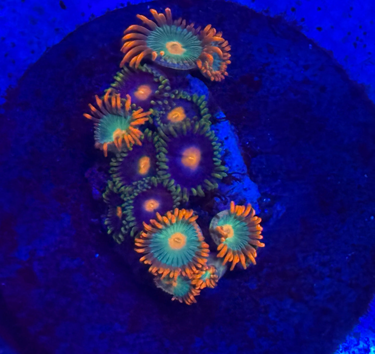 Combo Gatorade Zoas - Auction