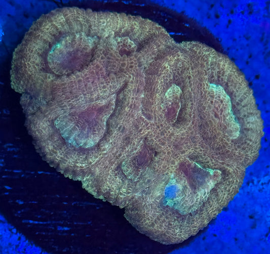 Golden Peach Favia- Auction
