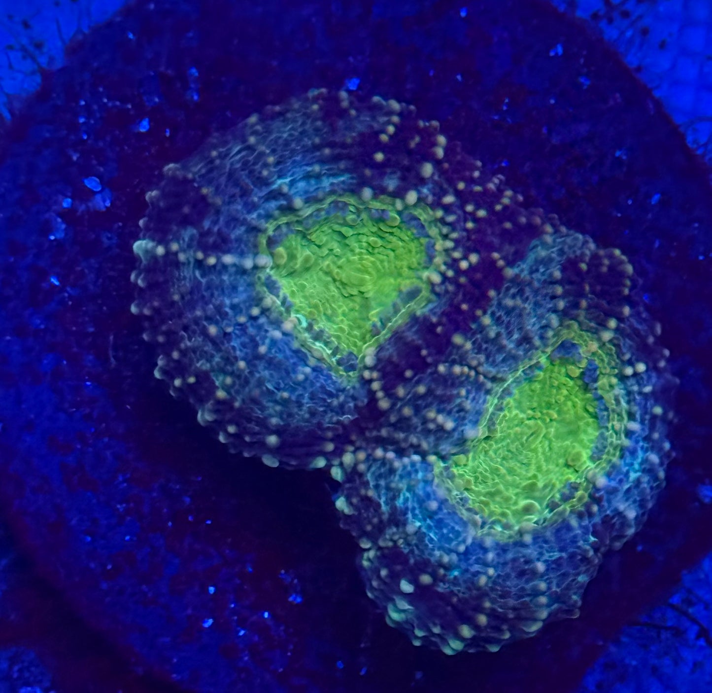 Blue Green Purple Yellow Echinata- Auction