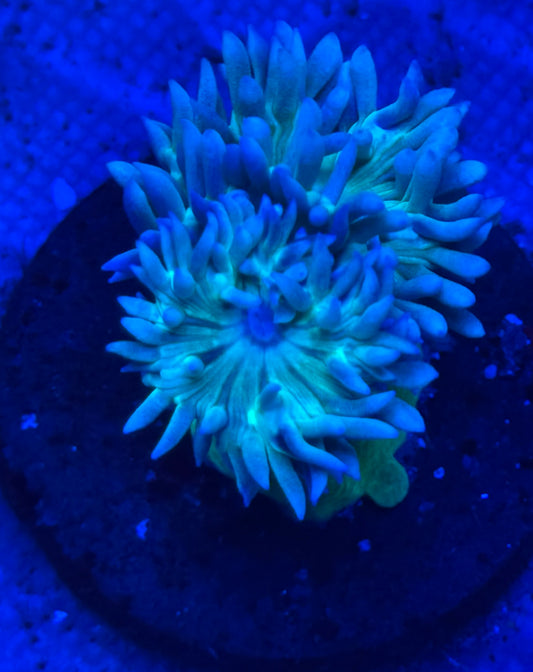 Blue and Green Duncan - Auction