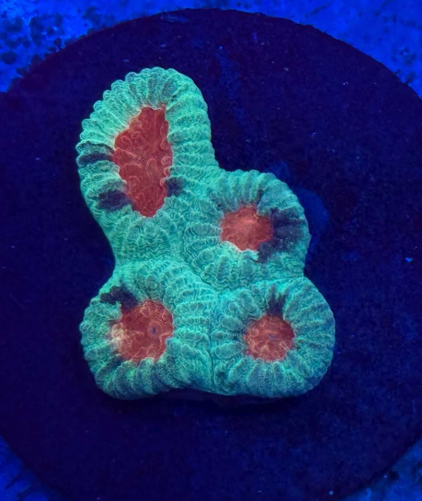 Orange Eye Color Splice Favia- Auction
