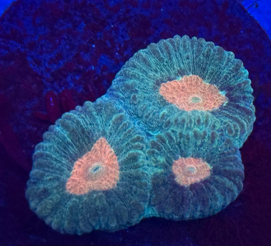 Tangerine Eye Favia- Auction