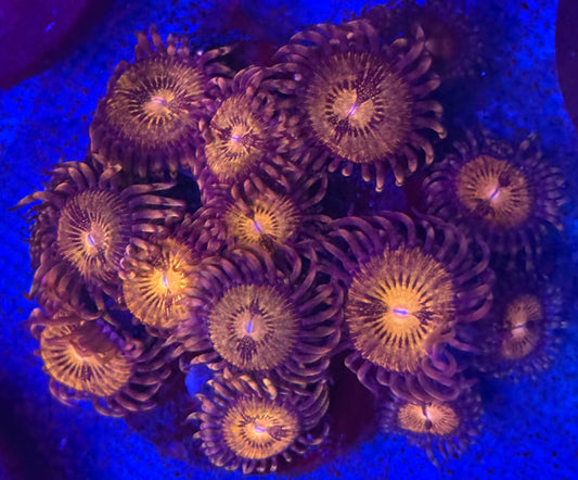 ECC Pandora Zoas- Auction