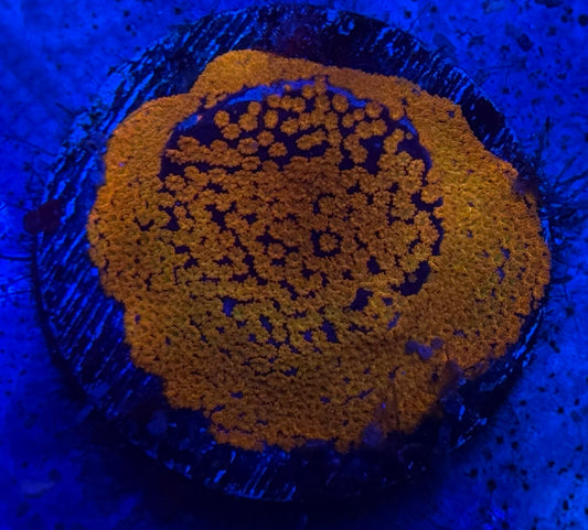 Fruity Pebbles Montipora- Auction