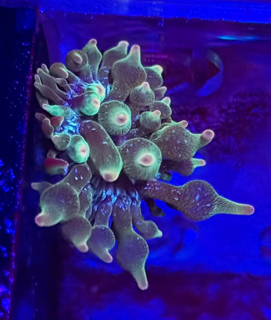 Nexus Joker Bubble Tip Anemone- Auction