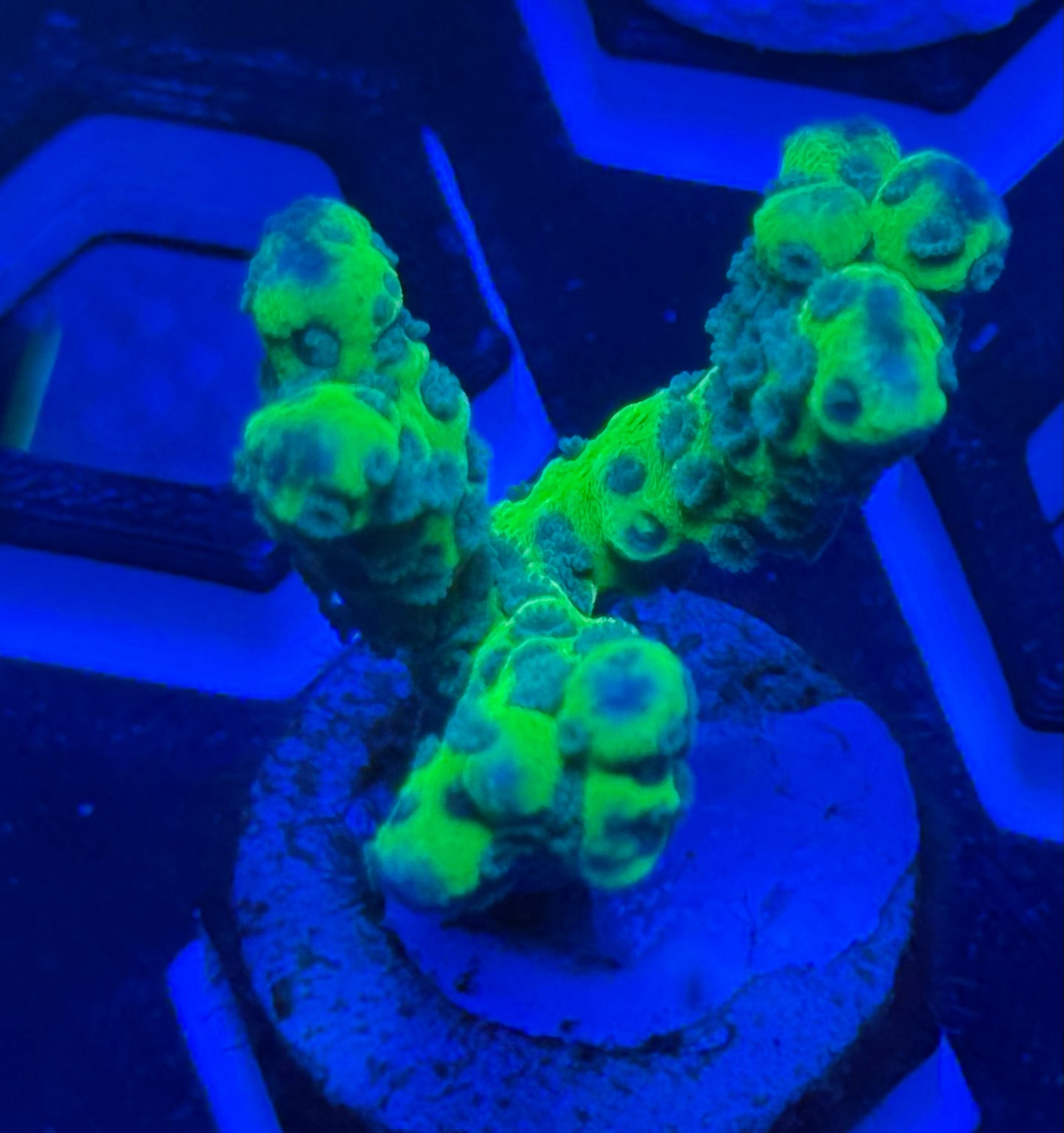 Green Goblin Anacropora- Auction