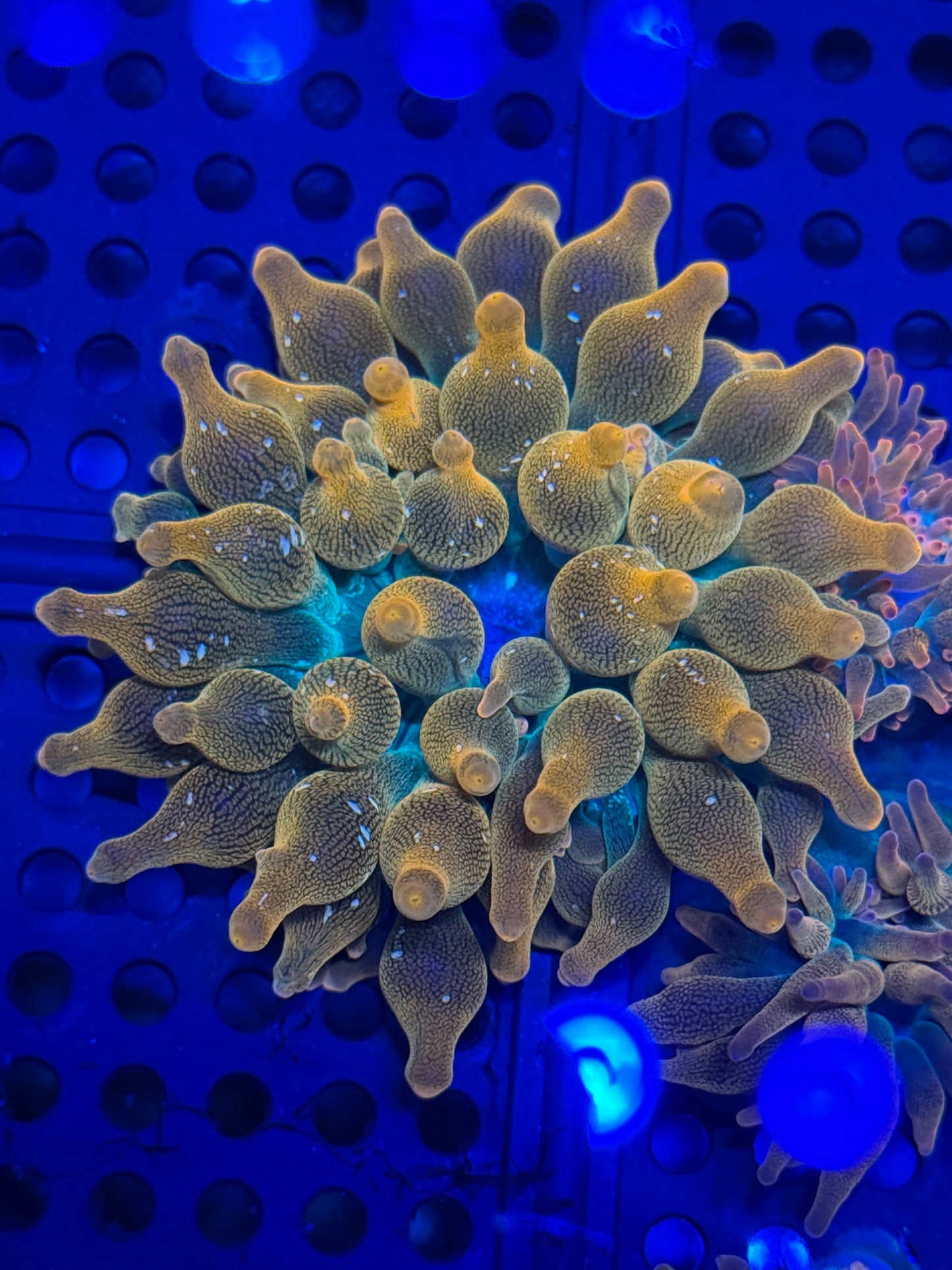 Fun Burst Rainbow Anemone- Auction