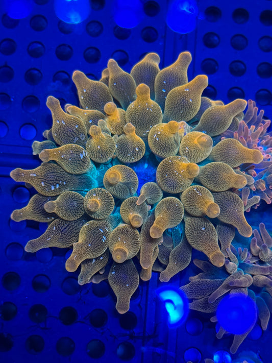 Fun Burst Rainbow Anemone- Auction
