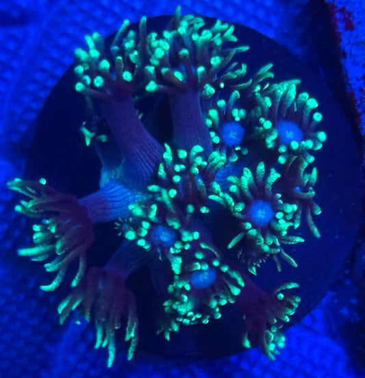 White Eye Neon Green Ghoni- Auction