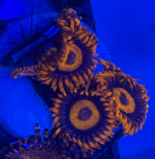 Orange Oxide Zoas- Auction