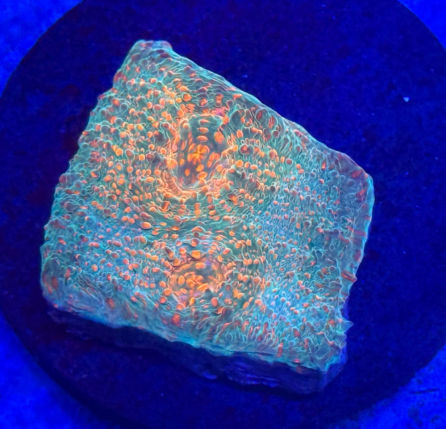 Orange Speckled Aussie Chalice-Auction