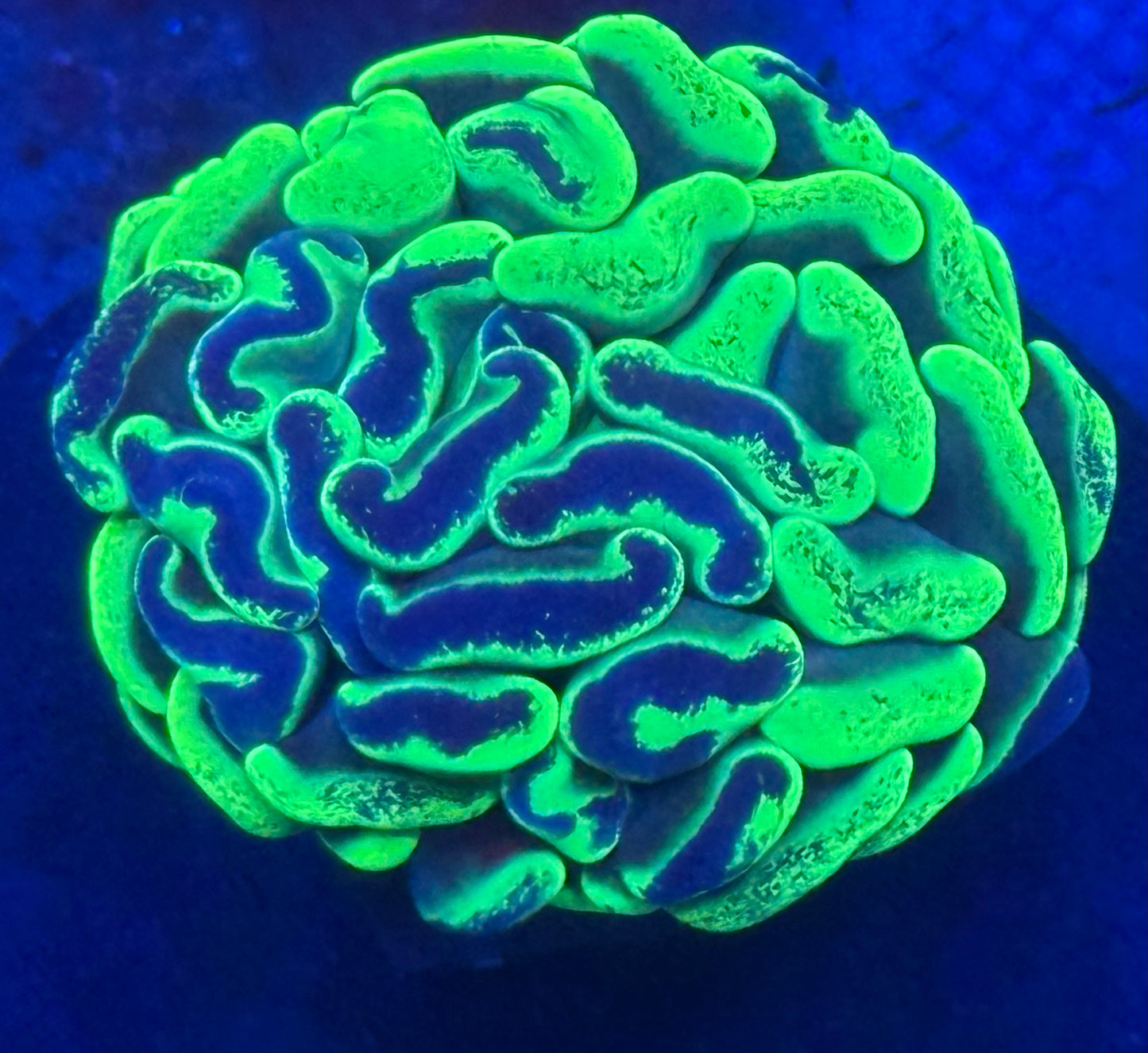 Green Splatter Hammer Half and Half- Auction