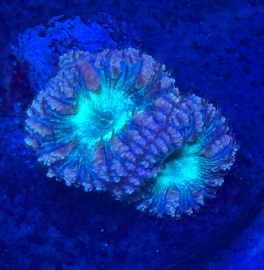 Purple and Green Blastos- Auction
