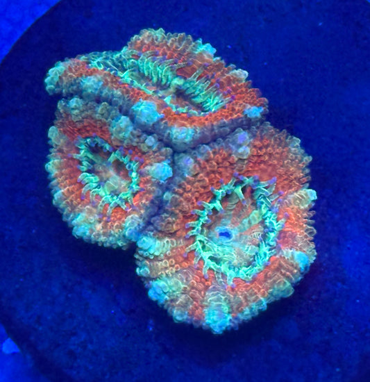 Orange Teal Micromussa- Auction