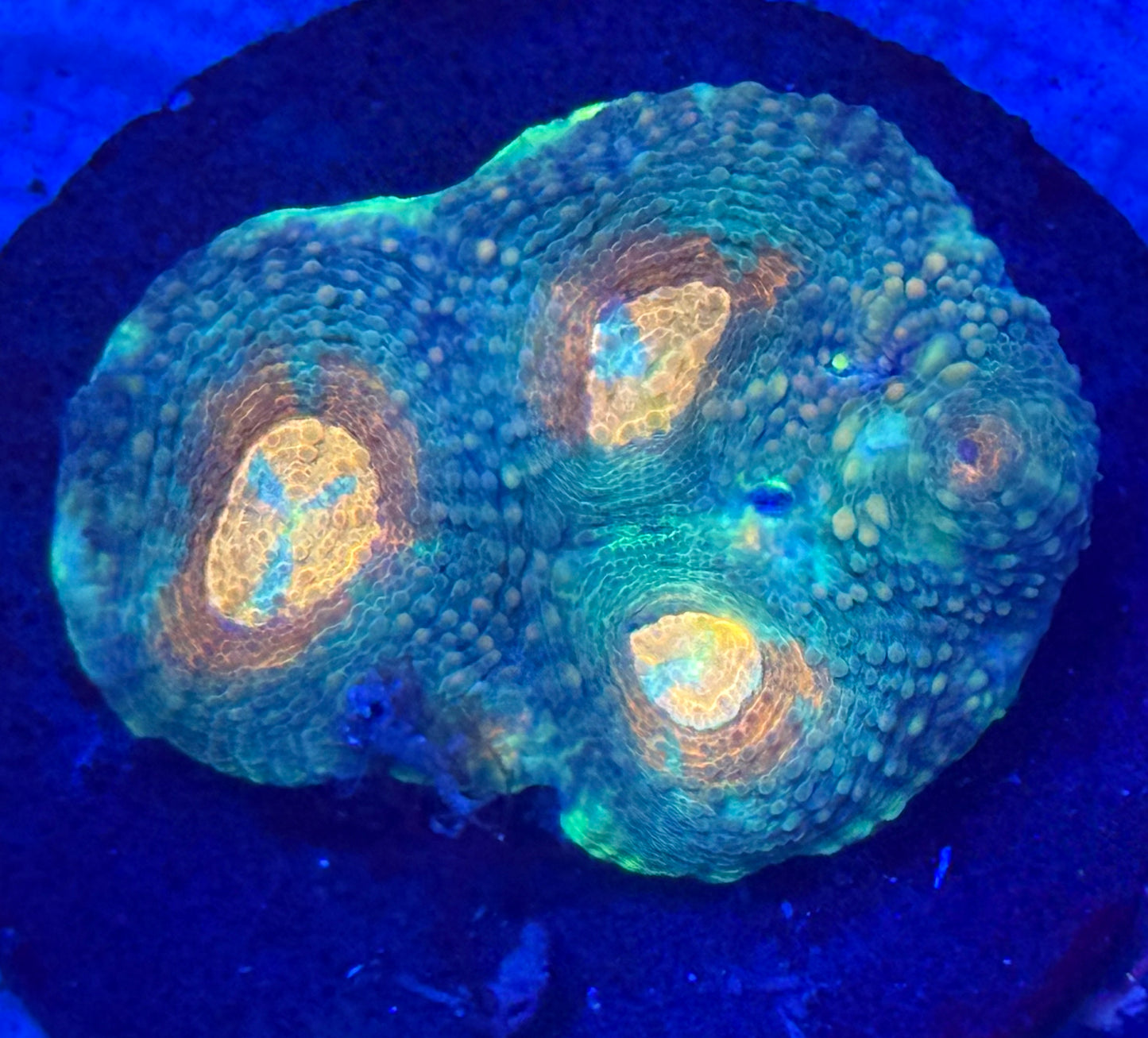 Ninja Turtle Echinata- Auction