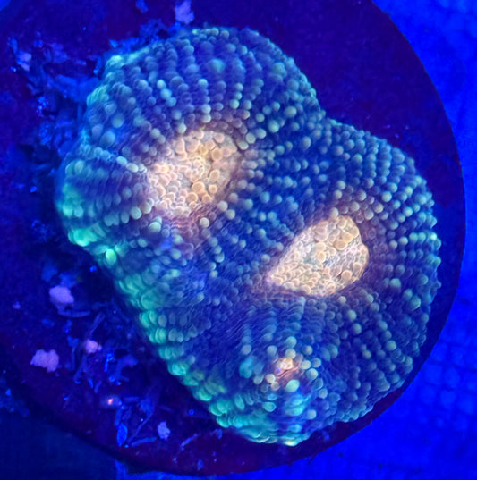 Peach Freeze Echinata- Auction