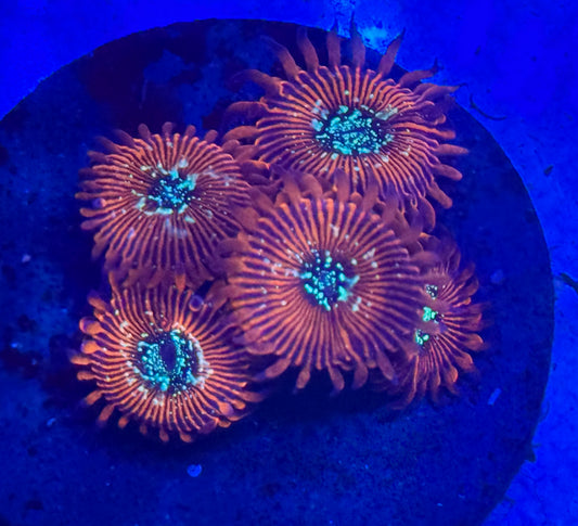 Magician Zoas- Auction