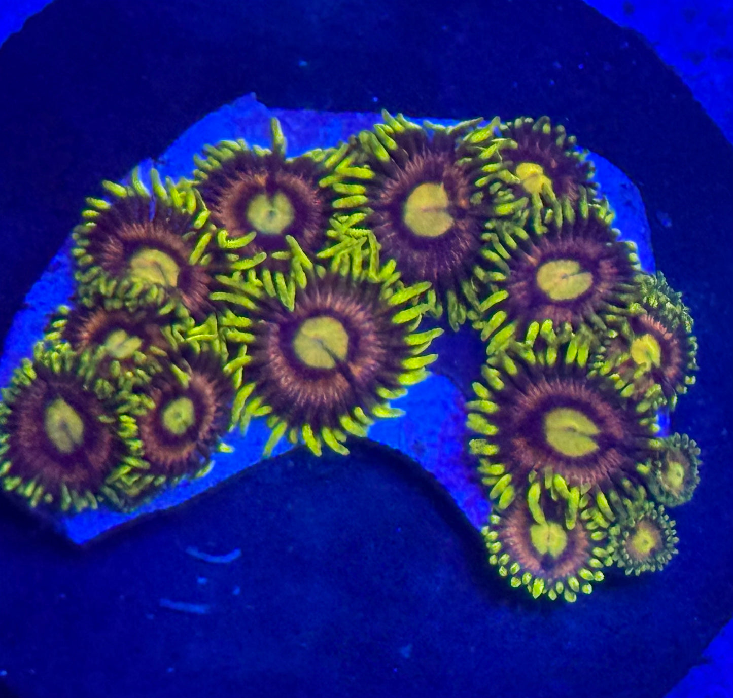 Zoas- Auction