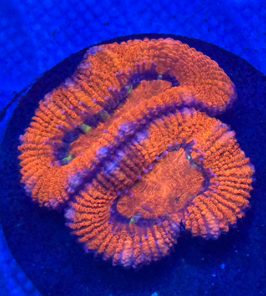 Royal Ruby Acan- Auction