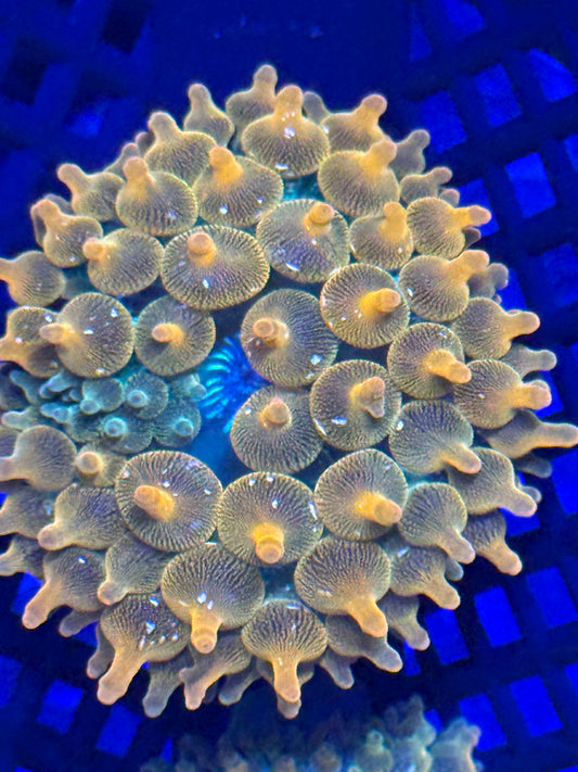 Fun Burst BTA with Yellow Streak- Auction