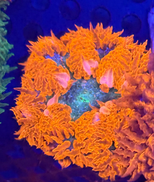 Fire Red Rock Flower Anemone -Auction