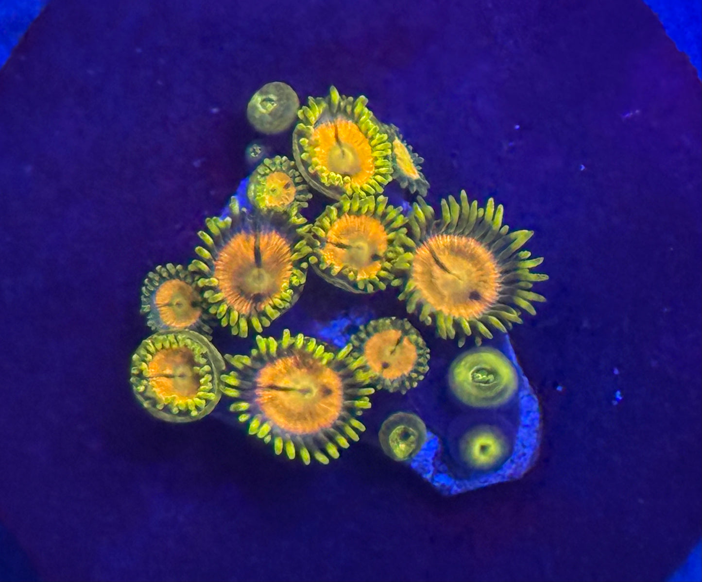Zoa - Auction