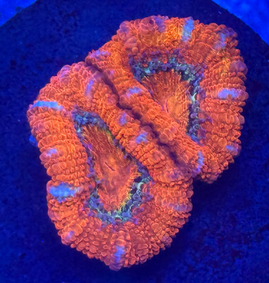 Rainbow Acan - Auction