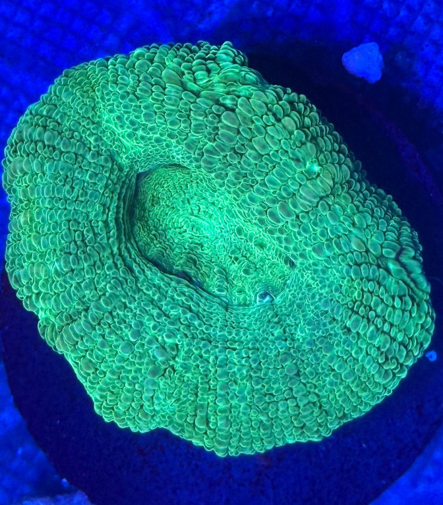 Lime Lord Bowerbanki