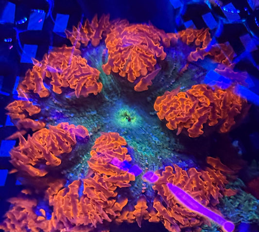 Large Red Rock Flower Anemone- Auction