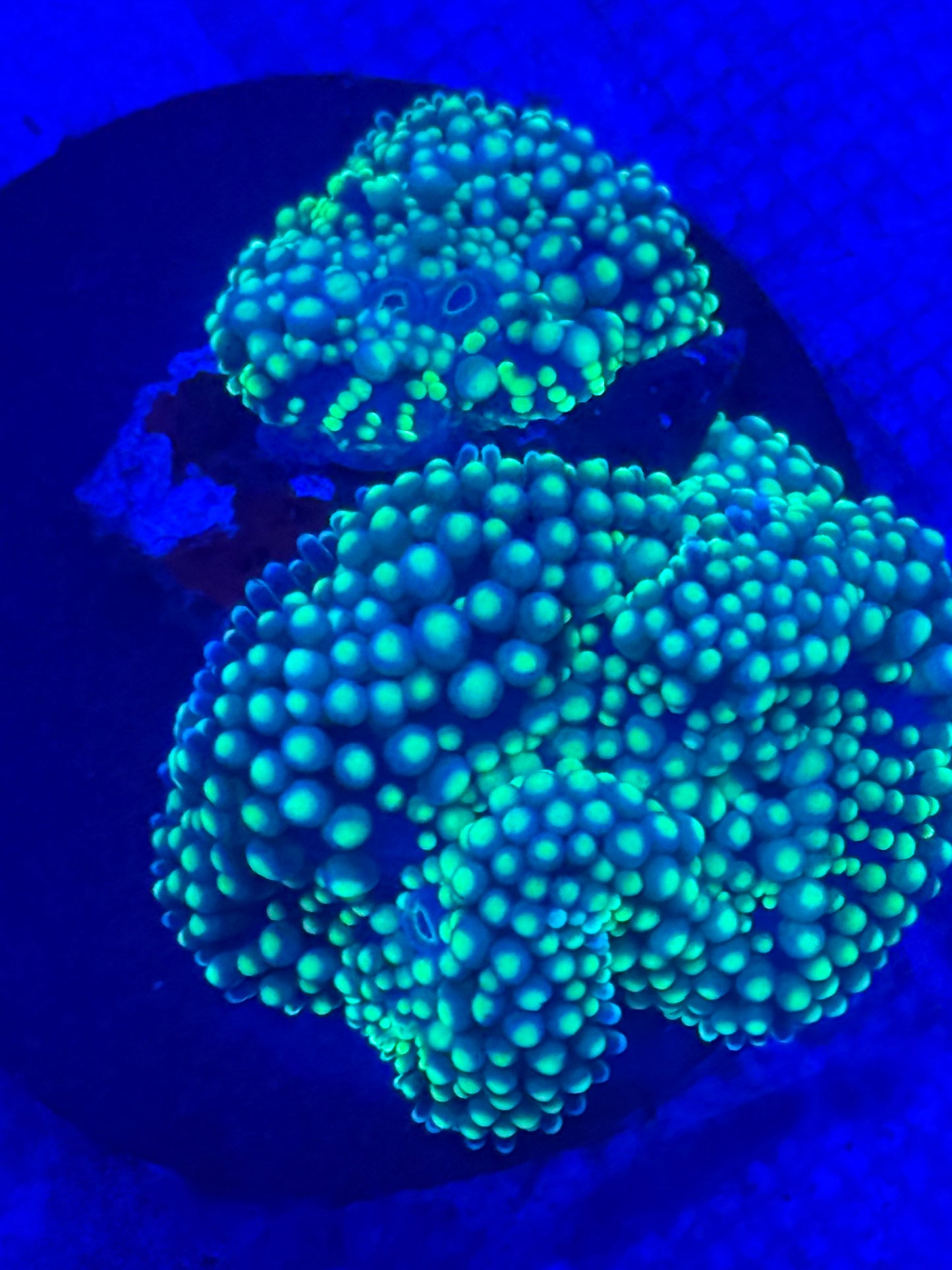 Yellow Florida Ricordea mushroom 2 heads- Auction