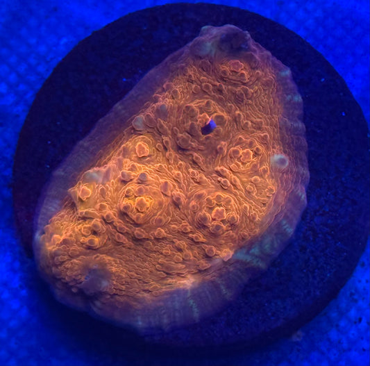 Copperhead Chalice Coral- Auction
