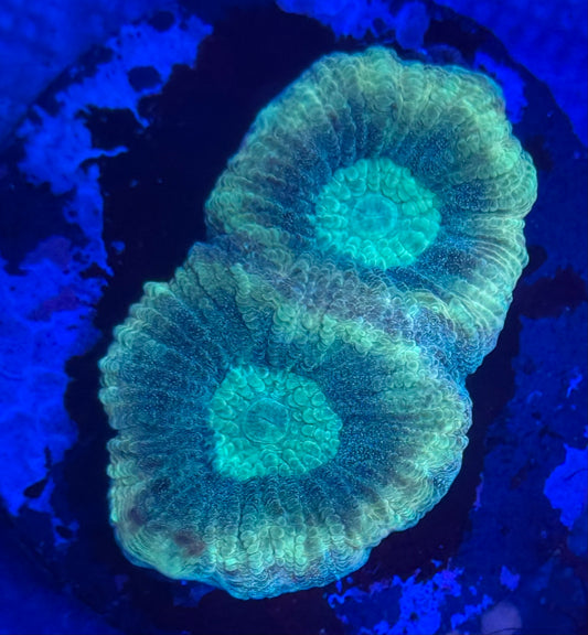 Lemon Lime Goniastrea- Auction