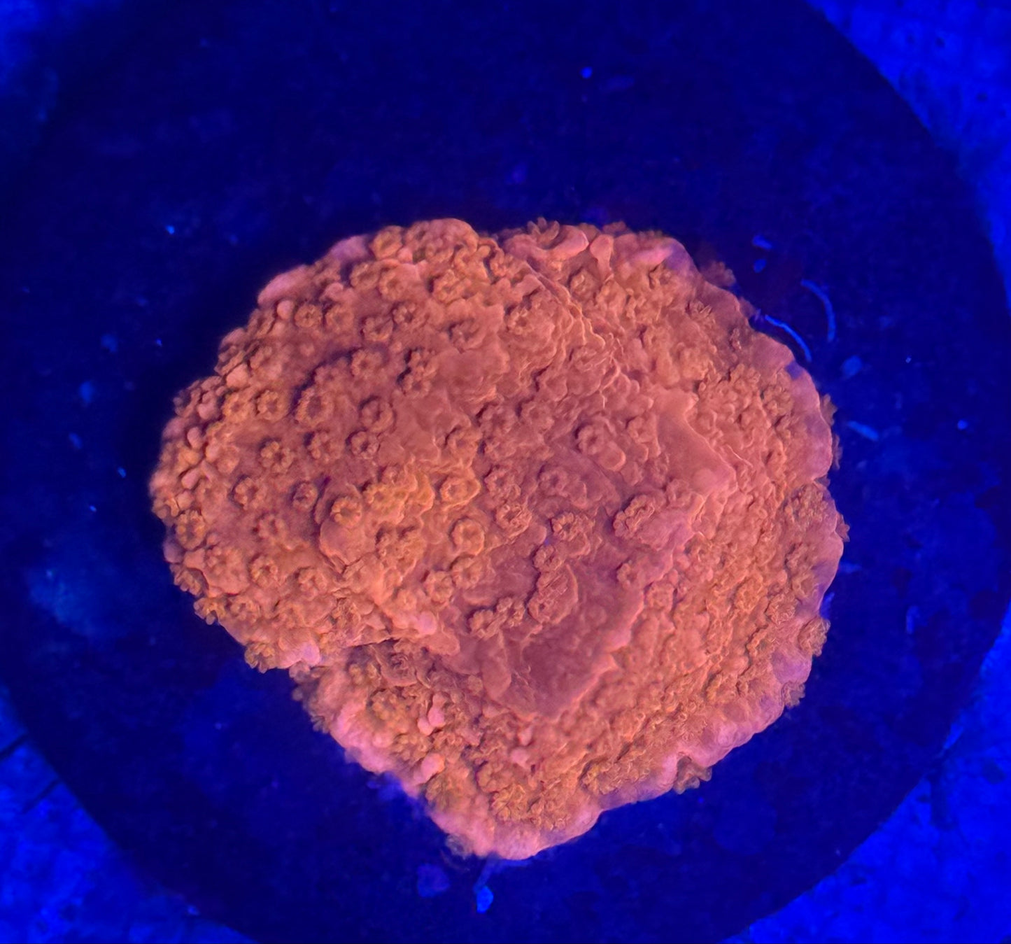Red Plating Montiopora- Auction