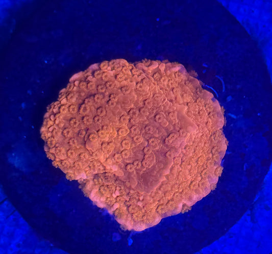 Red Plating Montiopora- Auction
