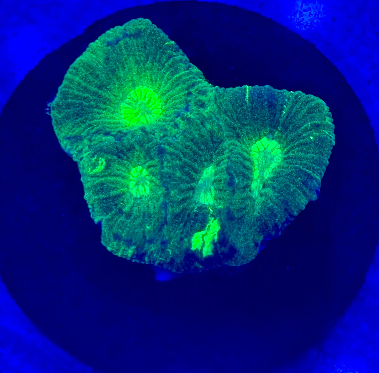 Neon Lightning Favia- Auction