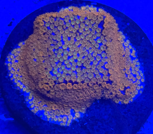 Rainbow Montipora- Auction