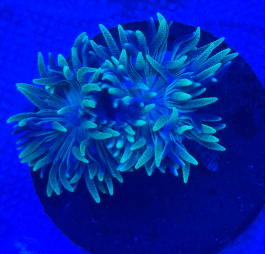 Blue and Green Duncan- Auction