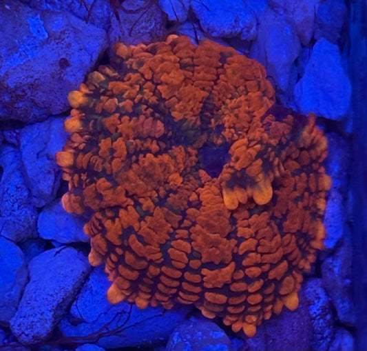Orange Rhodactis Mushroom- Auction