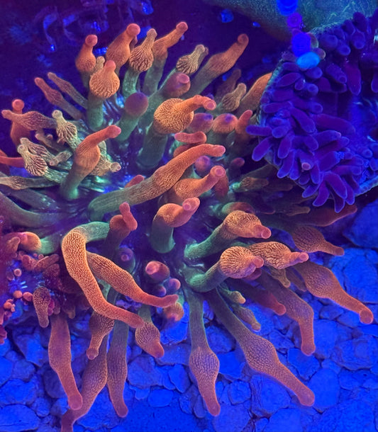 Rainbow Bubble Tip Anemone- Auction