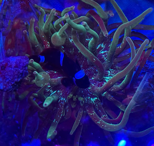 Nexus Joker Bubble Tip Anemone- Auction