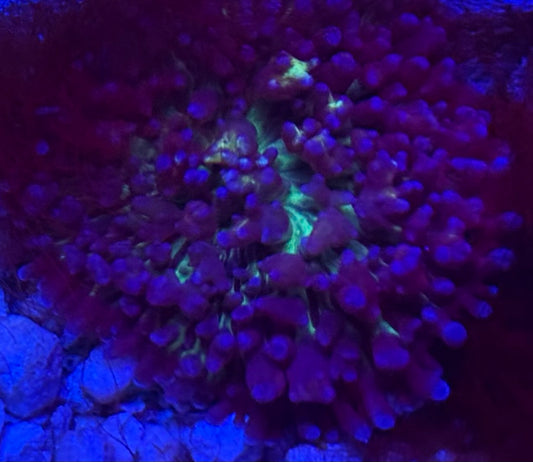 Purple and Green St Thomas Mushroom- Auction