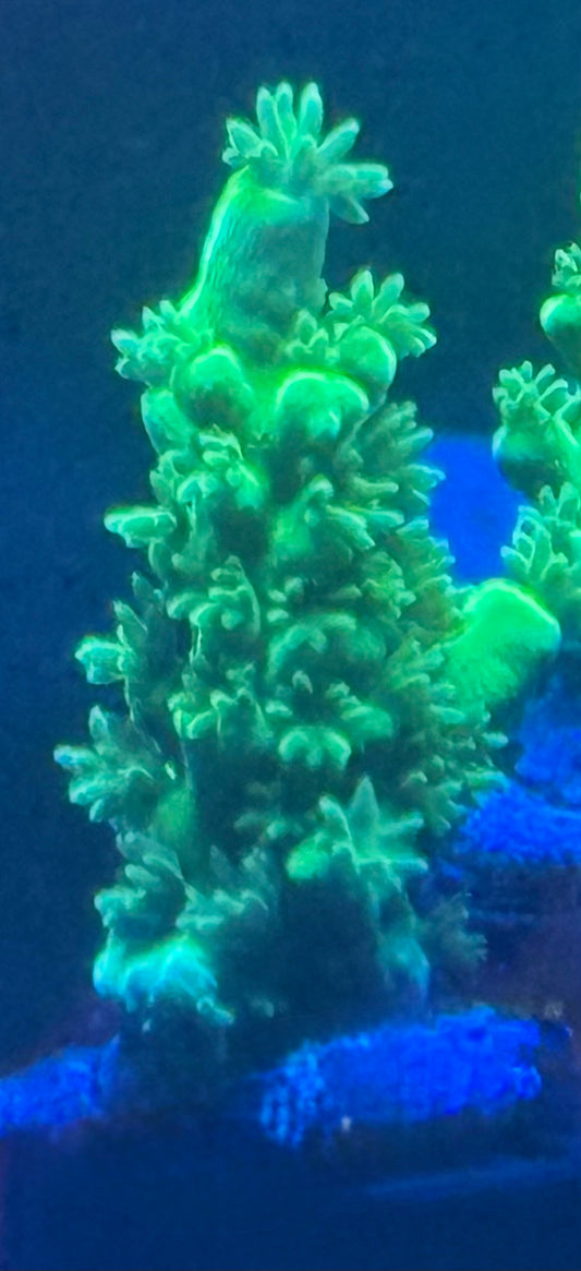 ORA Frog Skin Acropora- Auction