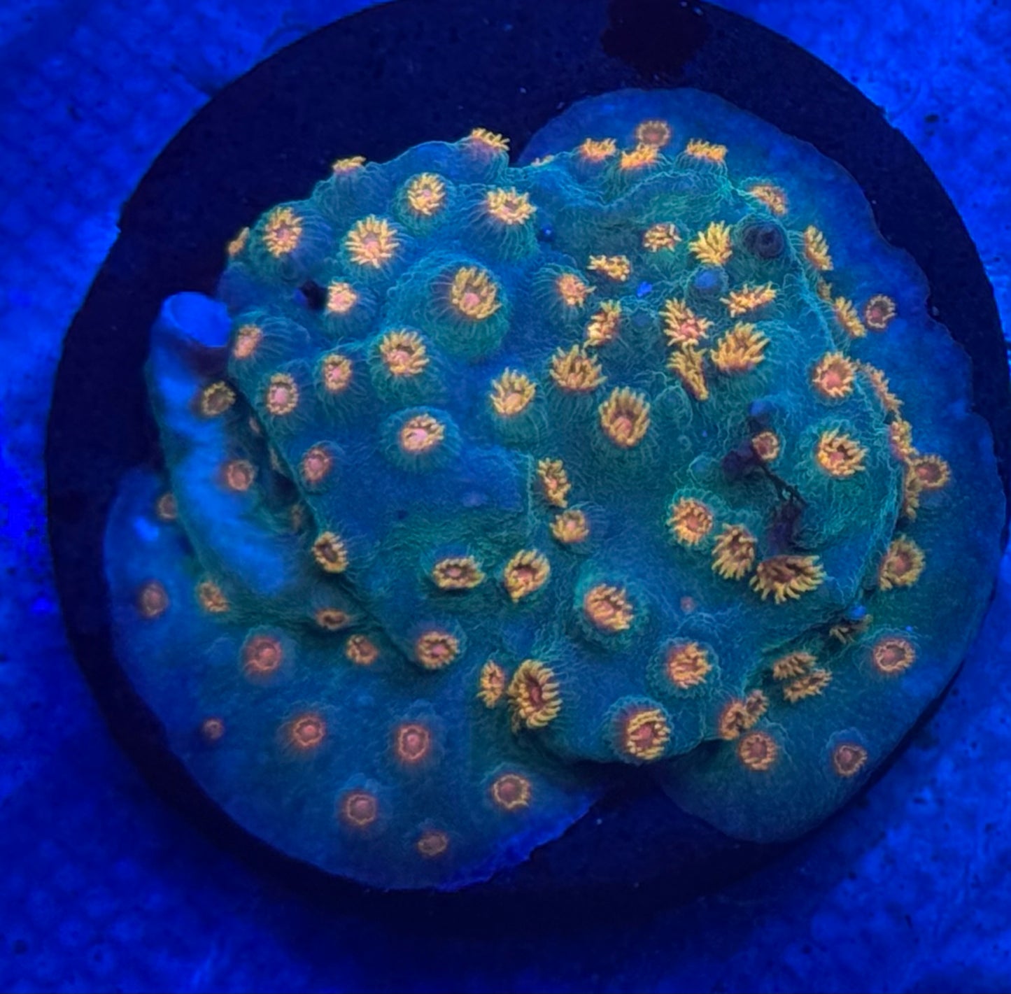 Meteor Shower Cyphastrea- Auction