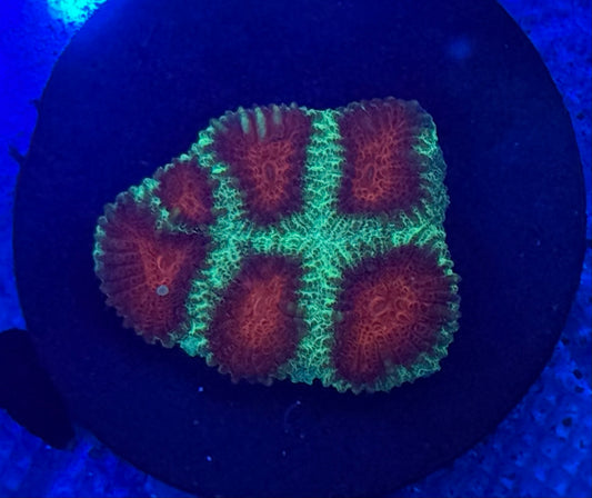 Watermelon Favia- Auction