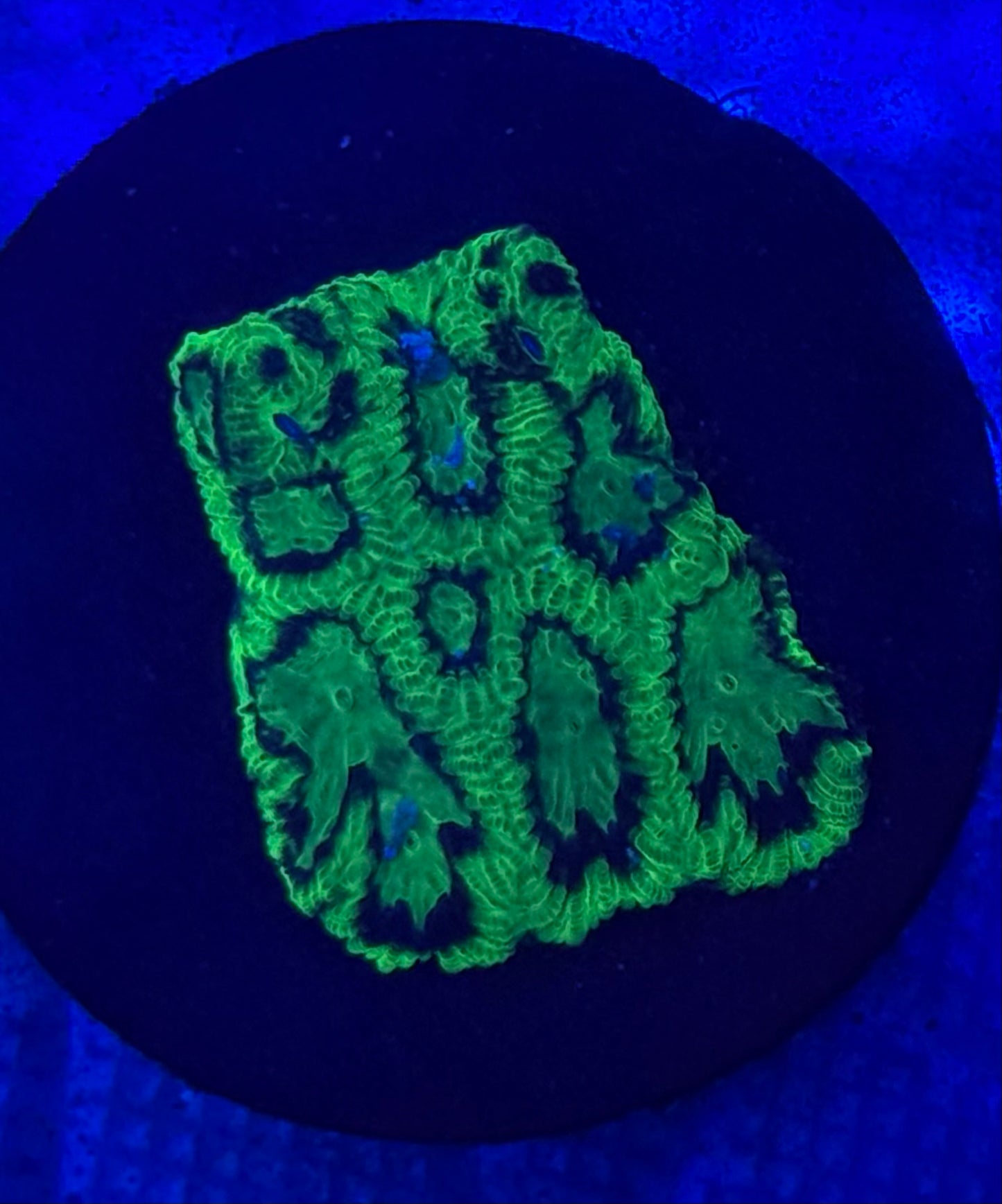 Turtle Shell Favia- Auction