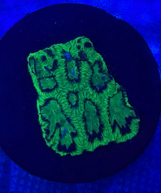 Turtle Shell Favia- Auction
